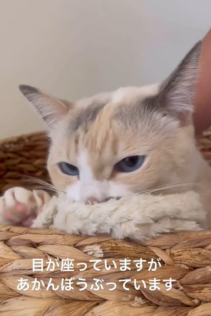 かごに入っている猫