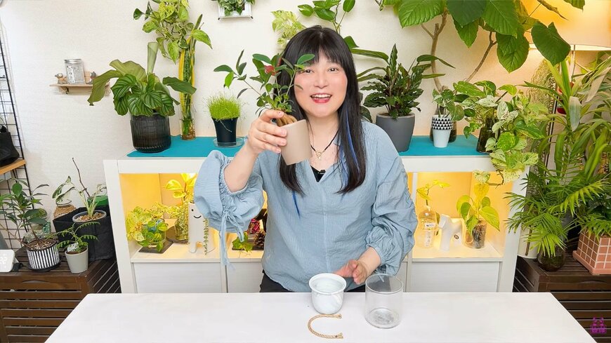 ガジュマルの鉢植え