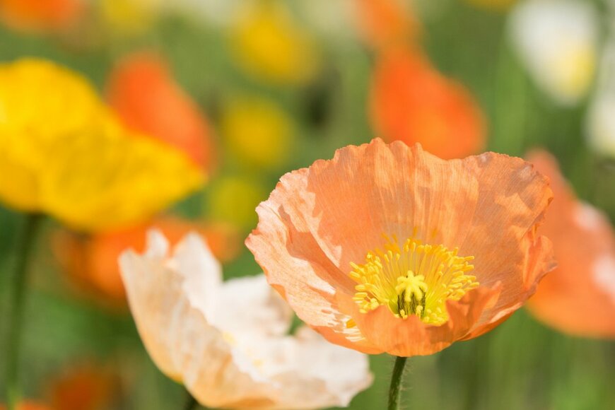 アイスランドポピーのオレンジ色の花が咲いている