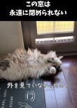 外を見ていなかった活発な猫→窓を閉めようとしたら……まさかの表情と行動に抱腹絶倒