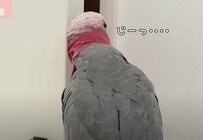 「大好きな人」を待ち続けるインコが健気すぎる　ソワソワする様子に「可愛いけど切ない」