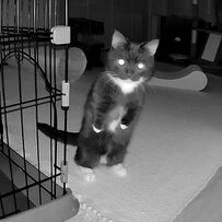 「妖怪メシマチ」がやってきた？！夜中にこっそりごはんを探しに来る猫ちゃん　怖いけどかわいい様子が話題