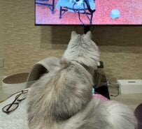 【笑撃】ウーパールーパーにそっくりな猫ちゃん！？まさかの風貌に思わず二度見