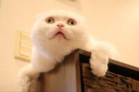 「にんにくに擬態した猫」に思わず目を疑う　あまりにもそっくりな状態に「違和感なさすぎ」