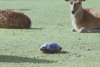 奈良公園で鹿たちが休憩している所に亀が出現！思いがけない展開に「これはビックリ」「おもしろすぎる光景」