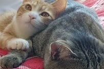 「私の大好きなお兄ちゃん」元保護猫が癒やされる【1.8万いいね】