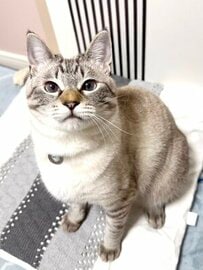 やる気満々な様子の猫ちゃん　お目目をキラキラ輝かせて元気いっぱい！　見つめられたら目をそらせない