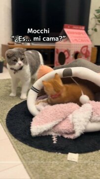 姉妹猫のベッド争奪戦が勃発！まさかの勝者はどっち？！負けた猫ちゃんのすねる様子がかわいい　