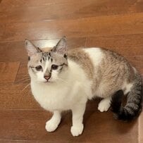 おもちゃの気配で口角が上がる猫…しょんぼり顔から笑顔に変わる2枚の写真に癒やされる