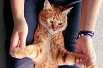 挟まりスポットを見つけた保護猫がかわいいとSNSで話題！