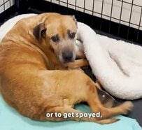 【動物レスキュー】繁殖を繰り返され下半身不随に　「歩行困難の犬」が見せた復活劇に心を動かされる