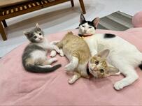 元保護猫の新入り３匹が半年後には？　大きくなっても仲良しな姿にほっこり　投稿には1.3万いいね