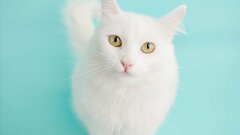 おかしの大袋を「ちゅ〜る」だと勘違いする猫2匹がかわいすぎる　わかりやすい行動に思わずホッコリ