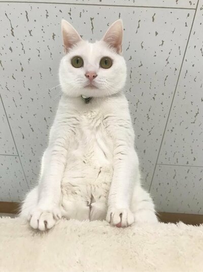 フワフワした毛で美少女感が増したリリーちゃん