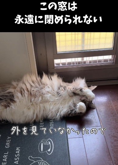 床に寝転ぶ猫