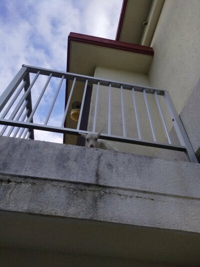 高い所にいました