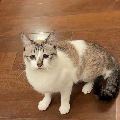 しょんぼり顔のミントちゃん