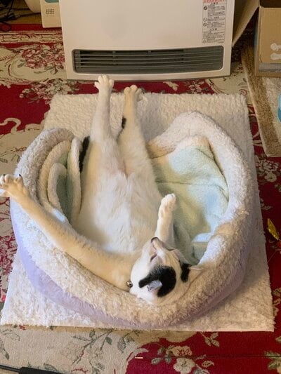 警戒心が強い一面も