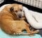 【動物レスキュー】繁殖を繰り返され下半身不随に　「歩行困難の犬」が見せた復活劇に心を動かされる