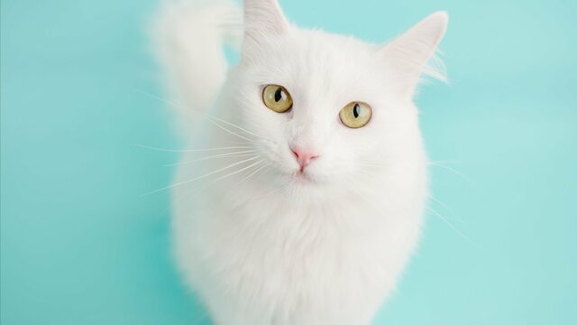 おかしの大袋を「ちゅ〜る」だと勘違いする猫2匹がかわいすぎる　わかりやすい行動に思わずホッコリ