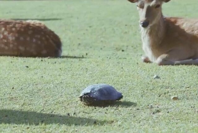 奈良公園で鹿たちが休憩している所に亀が出現！思いがけない展開に「これはビックリ」「おもしろすぎる光景」