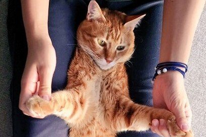 挟まりスポットを見つけた保護猫がかわいいとSNSで話題！