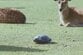 奈良公園で鹿たちが休憩している所に亀が出現！思いがけない展開に「これはビックリ」「おもしろすぎる光景」