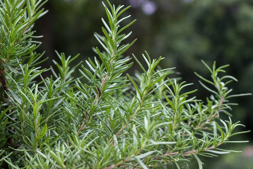 abriggs21/istockphoto.com