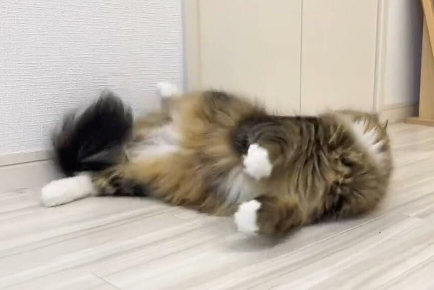 出所：@meltube_cat 