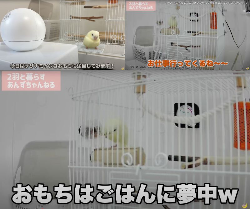 出所：@anz_omomiri