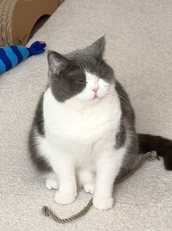 出所：@omochiomoching