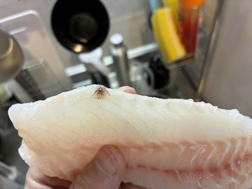 釣った魚を捌いていたら「身に刺さっていたもの」の正体に注目集まる　「大型の魚にたくさんいる」