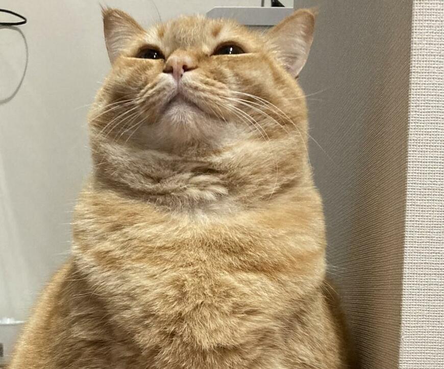 出所：@kagisuzu0531