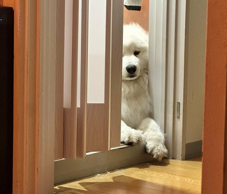 出所：@samoedsoran