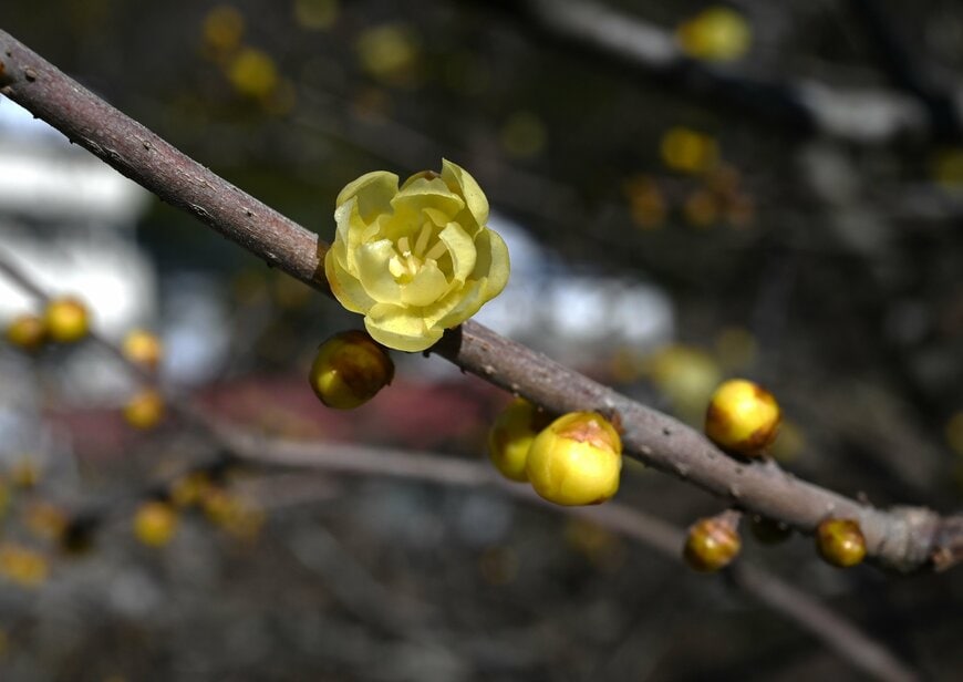 精神障害者保健福祉手帳、所持者は154万人超「5年連続の増加」1年間で10万人増えている。障がい者の雇用も「過去最高」へ