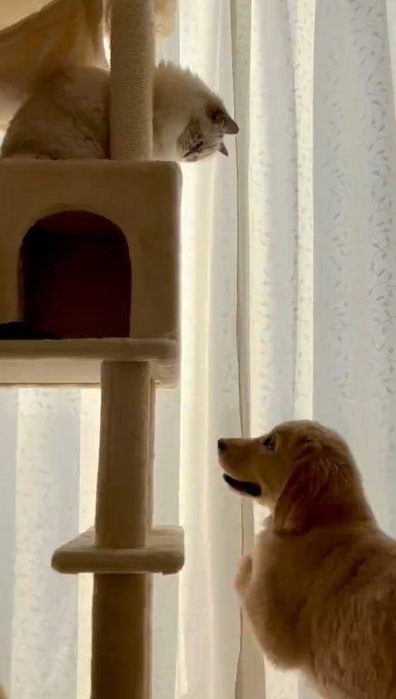 出所：@pu_channeldesu