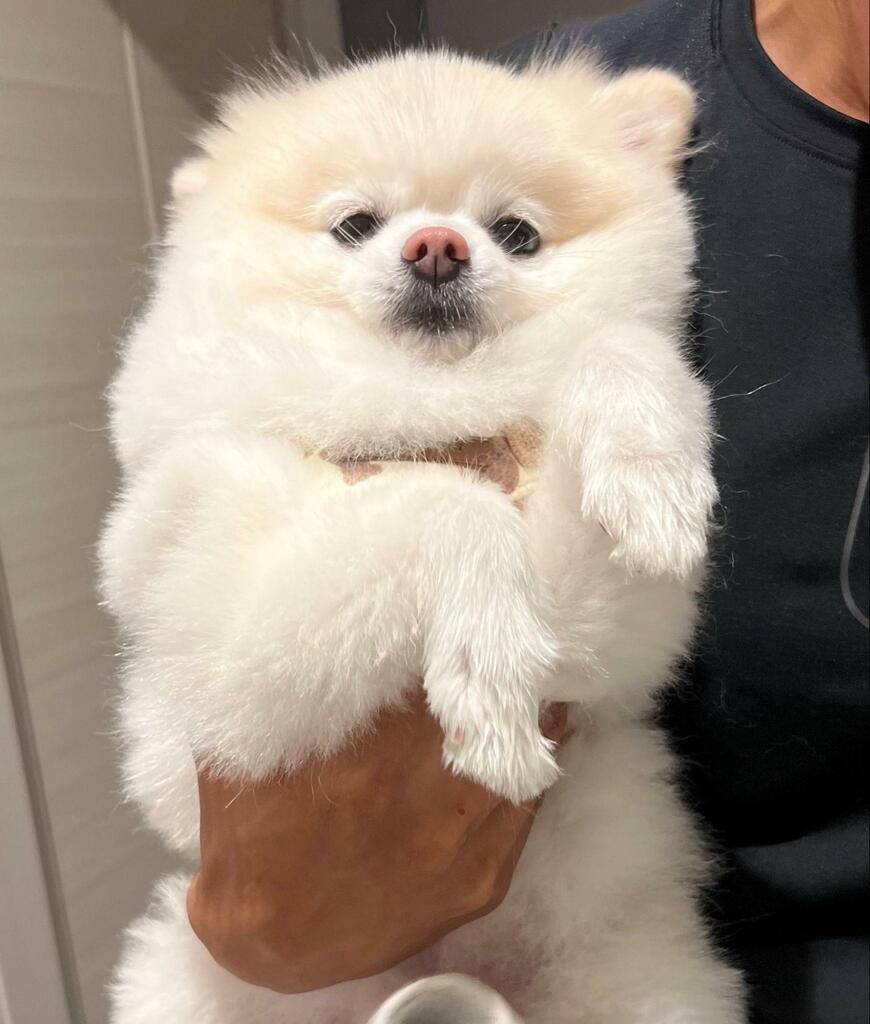 出所：@boku_ponchan