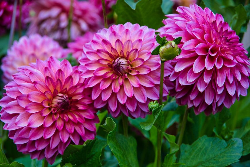 camphoto78/Shutterstock.com