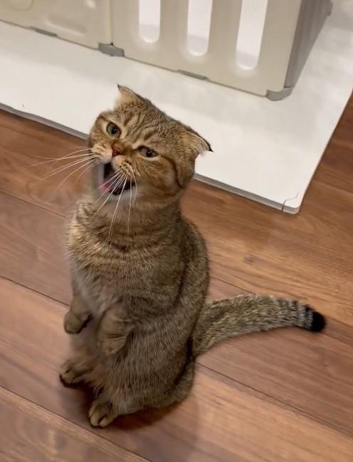 出所：@ponpokopontanu