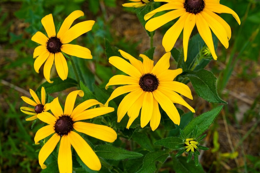 Alekcuo/shutterstock.com