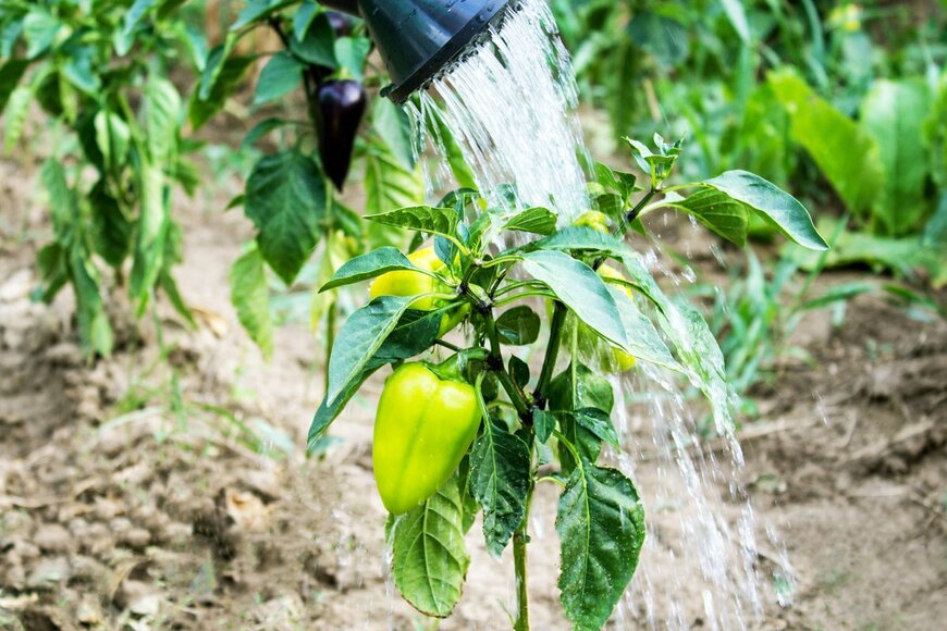 Batan87/Shutterstock.com