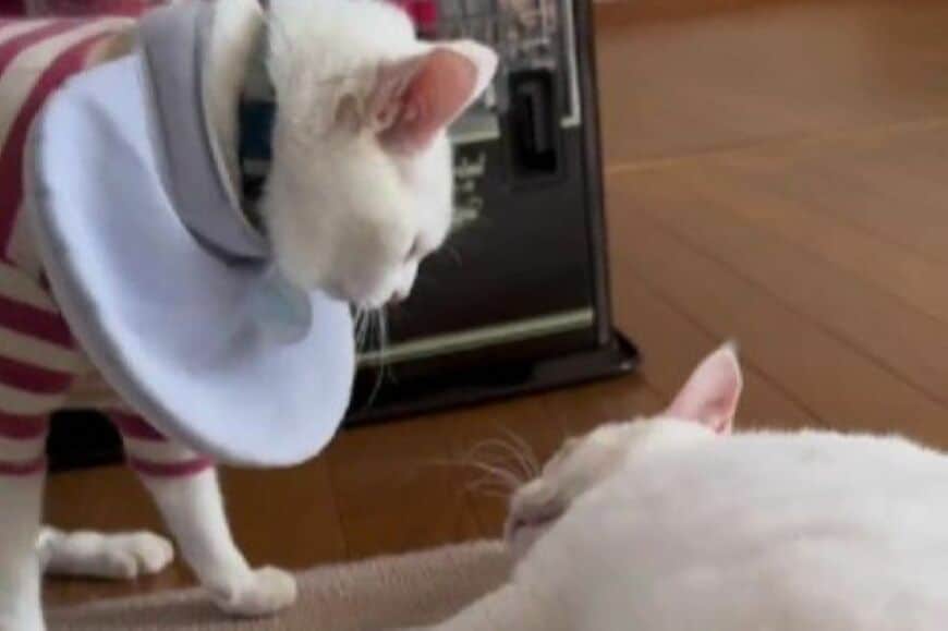 同居猫の動きを止める「裏技を使った猫」に目を疑う　かわいすぎる2匹に思わずキュン