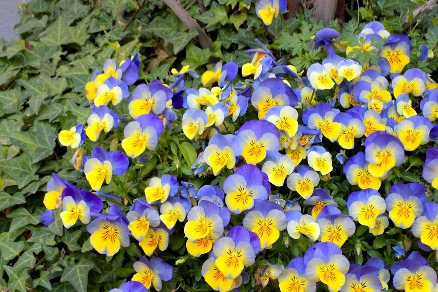 パンジー✕ヘデラ　Magdevski/istockphoto.com