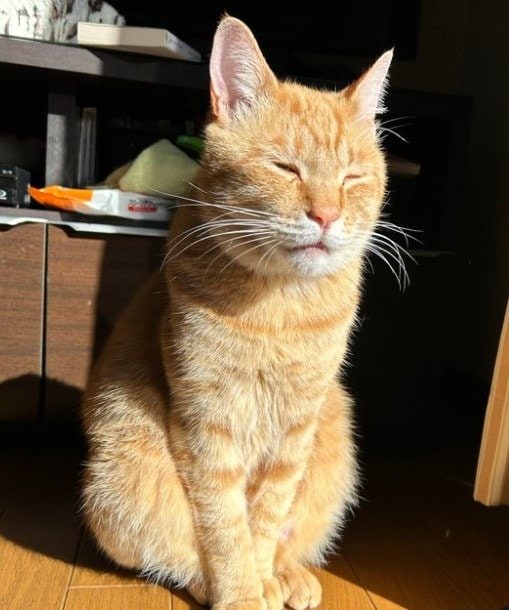 出所：@Beercat_Ana_Dar