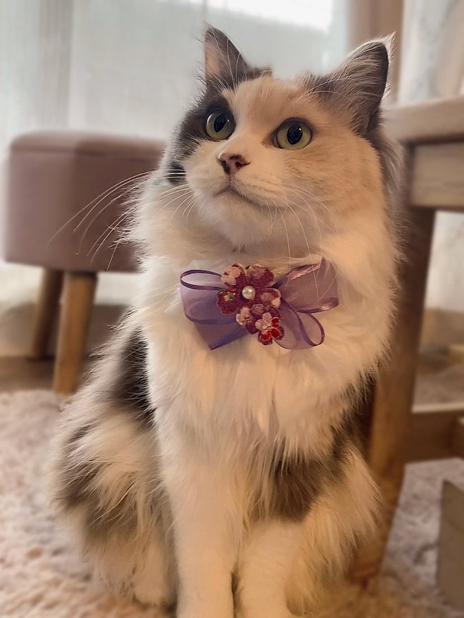 出所：@Erin45805941