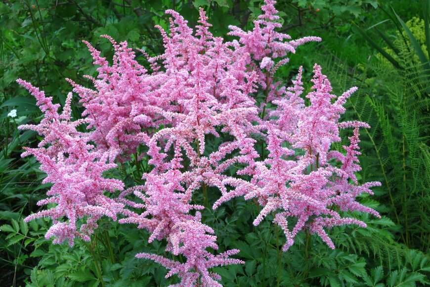 Olga Glagazina/shutterstock.com