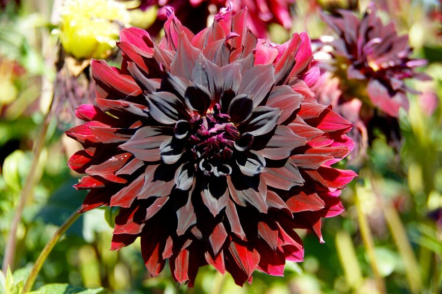 Erica Finstad/Shutterstock.com