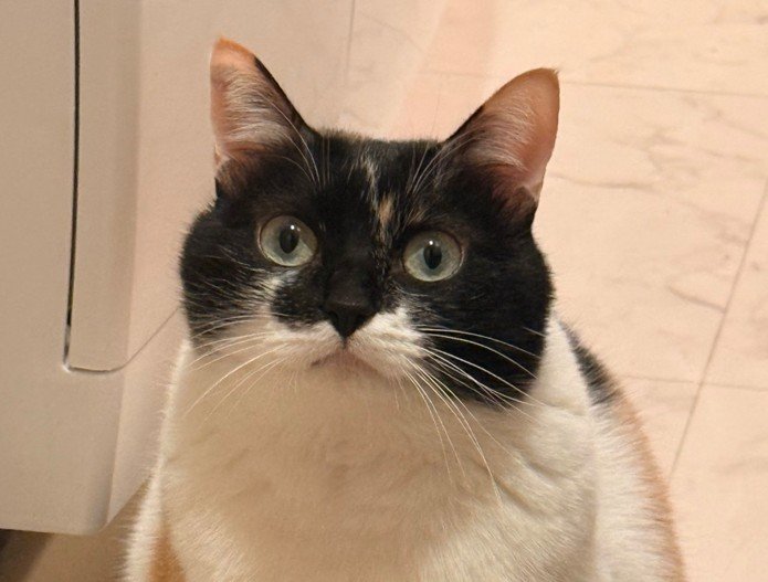 「ギャップ…萌えた」おっとり猫のまさかの豹変！ぬいぐるみを睨む姿に笑ってしまう