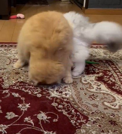 出所：@NEKOLAND13