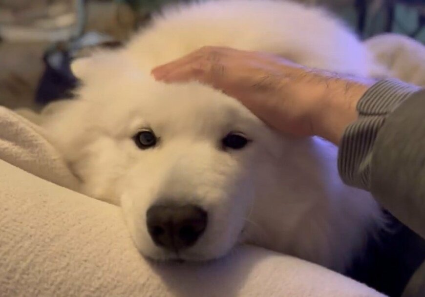 出所：@samoedsoran